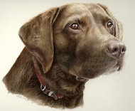 dog portrait in watercolour